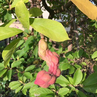 Fruchtstand einer Magnolie